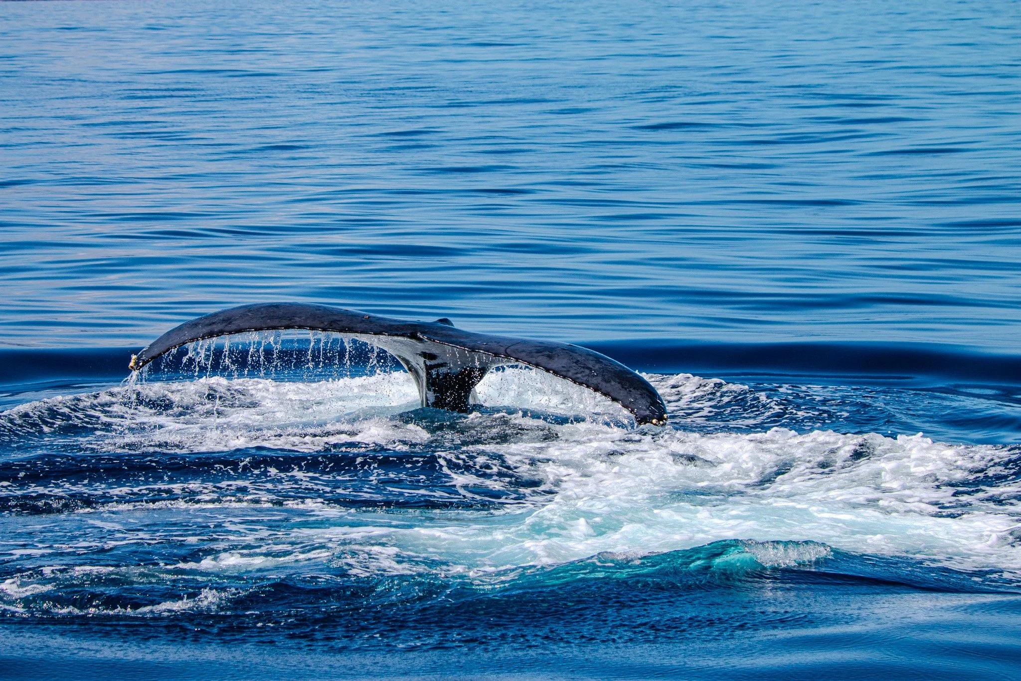 Maui Humpback Whale Wall Art – Original Ocean Photography by